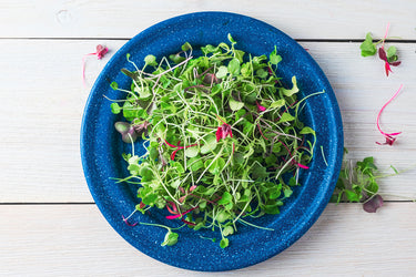 Microgreen Rainbow Mix